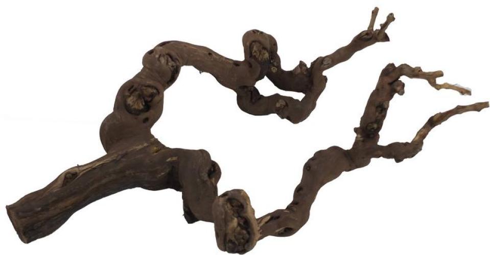 rebstock-50-70-cm-85849