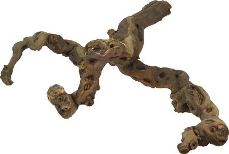 rebstock-40-50-cm-85848