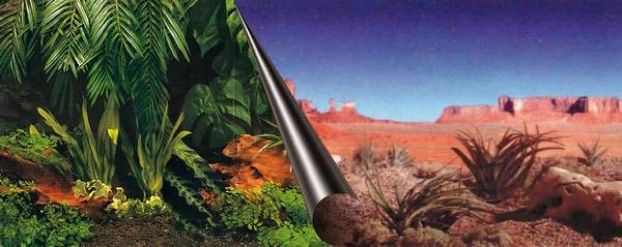 photo-ruckwand-jungle-desert-120-x-50-cm-doppelseitig-85852
