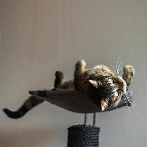 Kratzbaum IWAKI, Ø 47 x 92 cm, grau