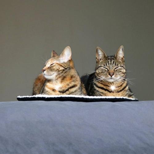 Runde Decke MAEVE, 50x50x1cm, schwarz/weiß