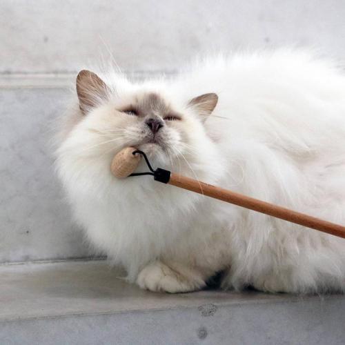 Katzensozialisation LOU aus Holz, 4x2x35cm