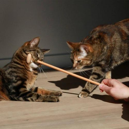 Katzensozialisation LOU aus Holz, 4x2x35cm