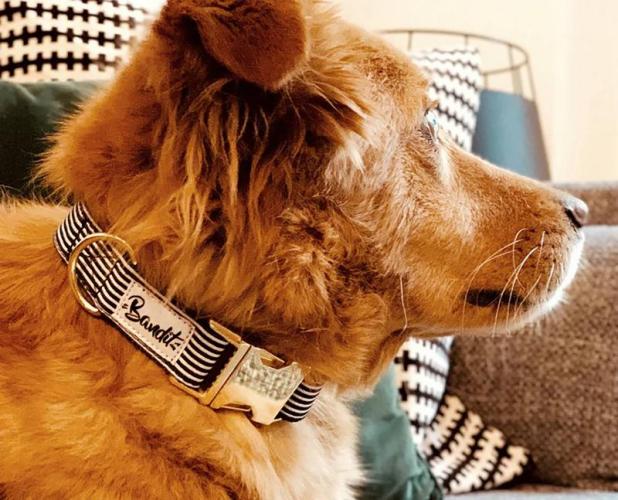 Halsband Hund In The Navy, 23-30 cm