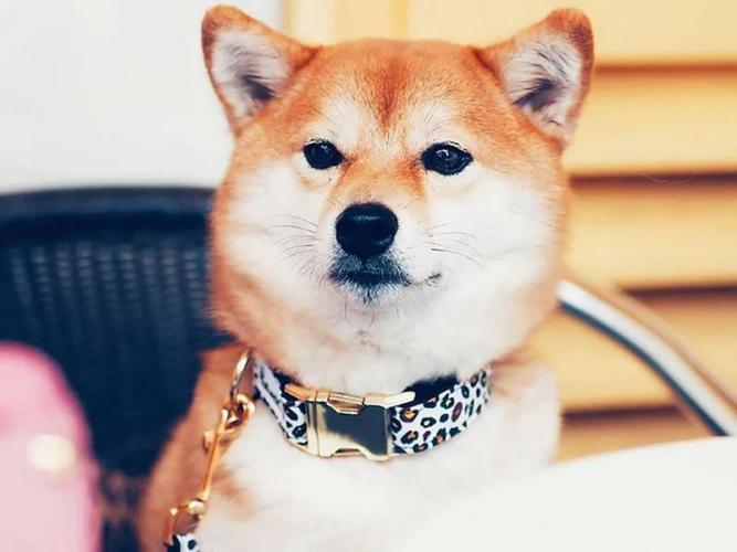 Hundehalsband Wild Wild Wouf, 20-24 cm