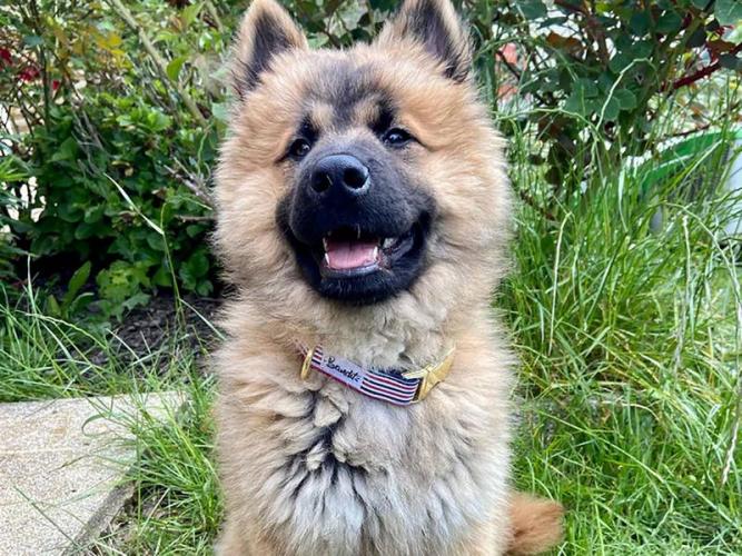 Hundehalsband The French Banban, 23-30 cm