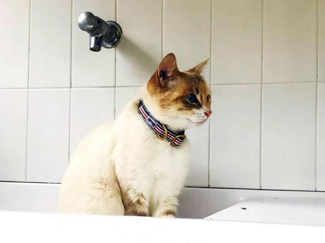 Kätzchenhalsband The French Banban, 20-24 cm