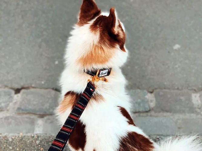 Kätzchenhalsband Oh My Lord, 20-24 cm