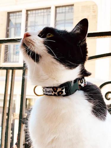 Katzenhalsband Wild Wild Wouf, 23-30 cm