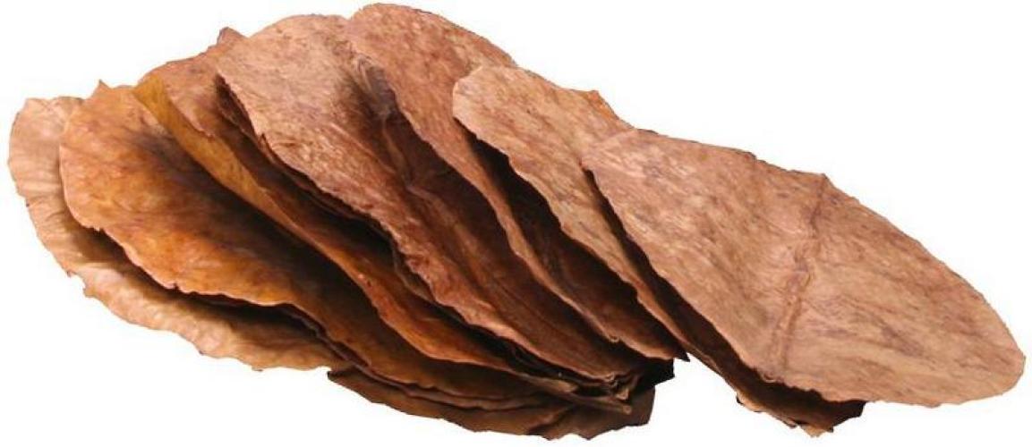 JBL Catappa XL, ca. 24 cm, 10 x