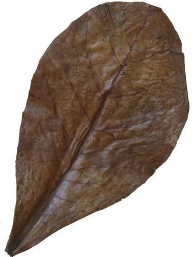 JBL NanoCatappa, ca. 17 cm, 10 x