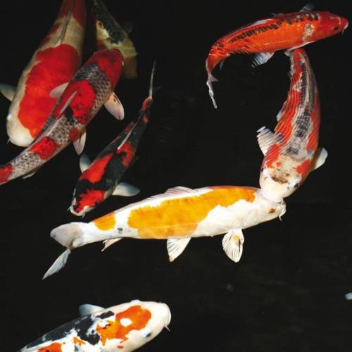 JBL BactoPond  500 ml  D