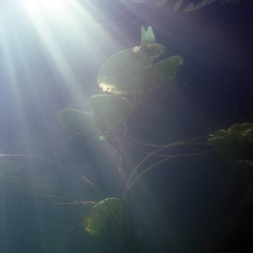 JBL AlgoPond Sorb 500 ml   D