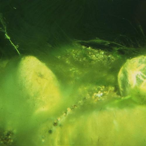 JBL AlgoPond Forte 500 ml  D