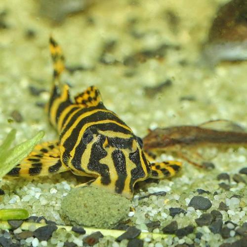 JBL ProNovo Pleco Wafer M 100ml