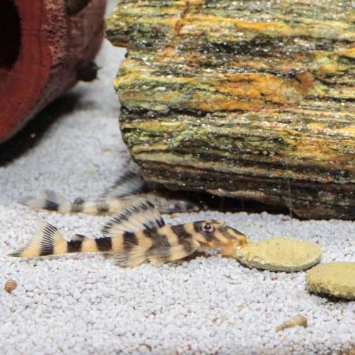 JBL ProNovo Pleco Wafer XL 5,5l