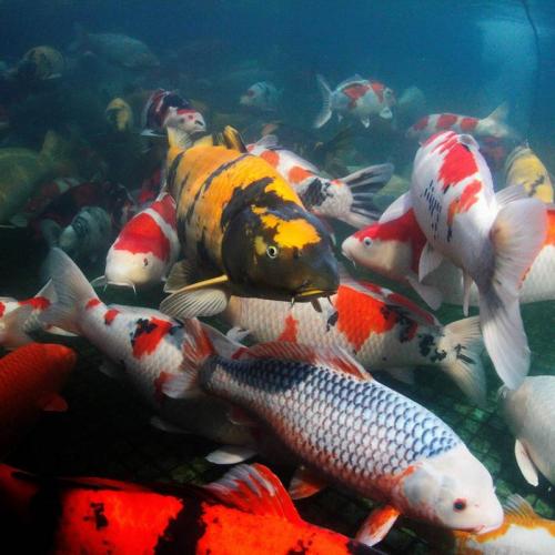 JBL ProPond Summer S 0,34kg