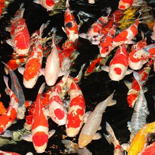 JBL ProPond Silkworms M 1,0kg