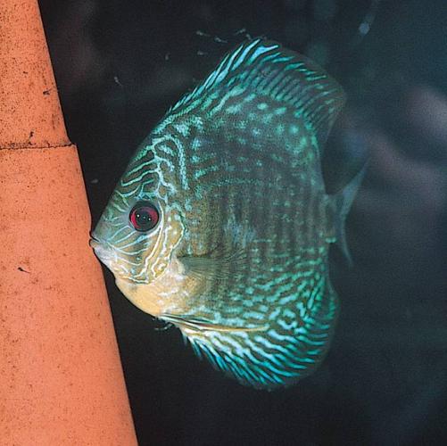 JBL DisCon, Ø 11 cm H 11 cm, braun