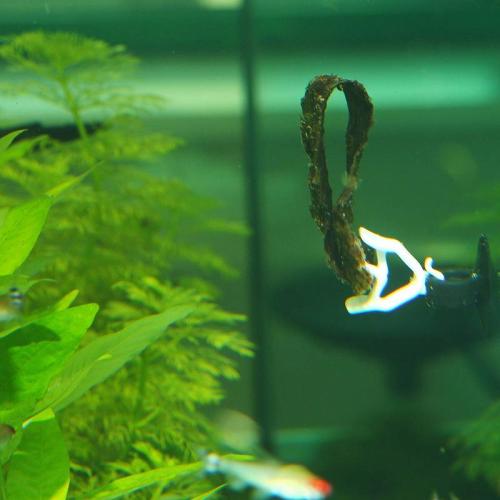 JBL Futterklammer, 2 Stück