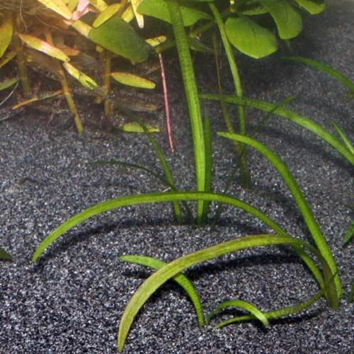 JBL Sansibar dark 5kg