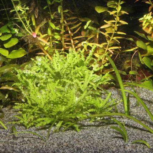 JBL Sansibar grey 5kg