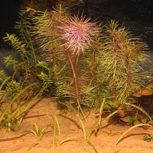 JBL Sansibar Orange, Ø 0.1-0.6 mm, orange, 5 kg