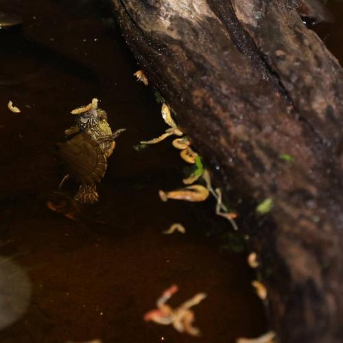 JBL ProTerra Baby 250ml