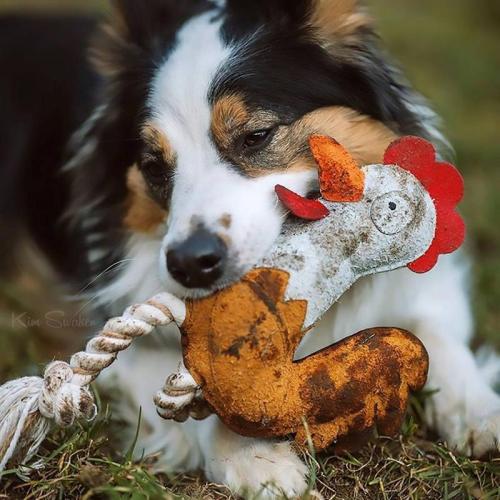 FARM FRIENDS ruby rooster, 37cm