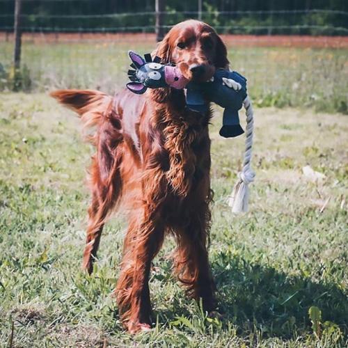 FARM FRIENDS donald donkey, 49cm