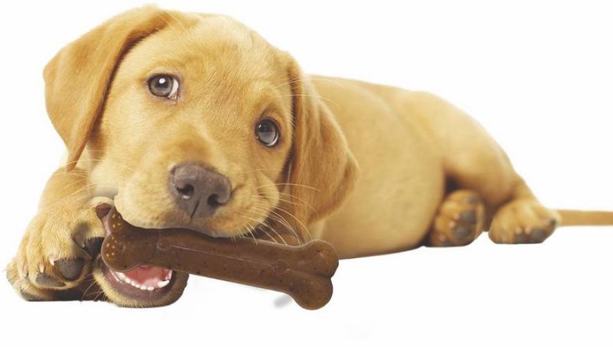 Nylabone Puppybone M, 14 cm, 85 g