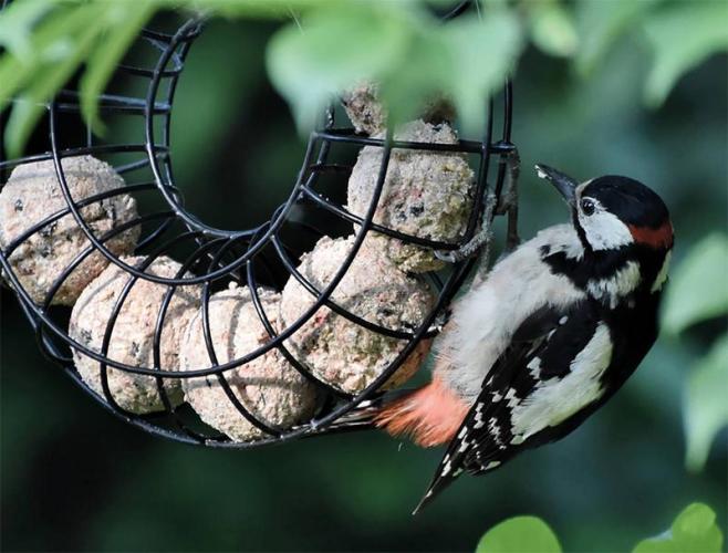Meisenknödel-Ring, Ø 23 x 8 cm, schwarz