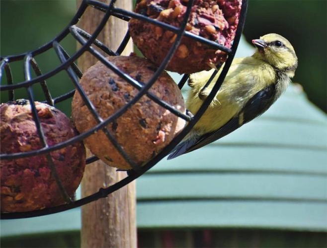 Meisenknödel-Ring, Ø 23 x 8 cm, schwarz