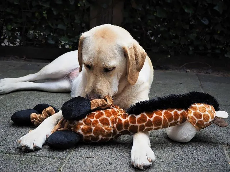 Plüschgiraffe, LANG, 72 cm