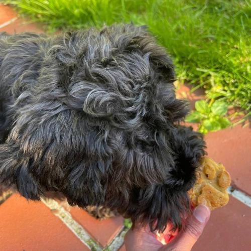 Silicon baking mat "Paw", 30 x 25 cm