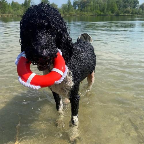 TPR Rettungsring mit Seil, Ø 15 cm