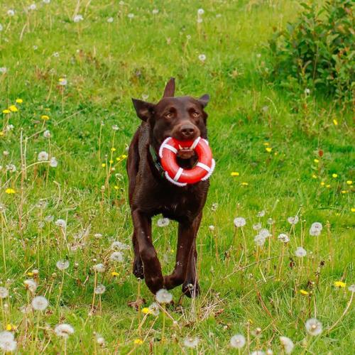 TPR Rettungsring mit Seil, Ø 15 cm