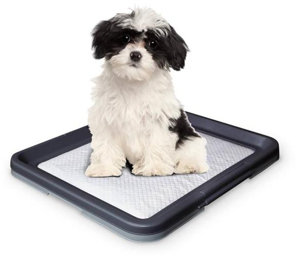 Aufsaugmatte Doggy Trainer, 62.5 x 48 cm H 3.8 cm, Rahmen+Unterlage M