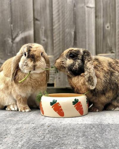 Keramik-Futternapf, Ø 12 cm  H 5 cm, beige, 250 ml