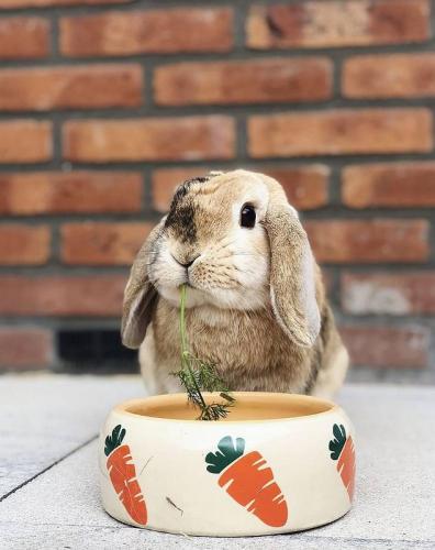 Keramik-Futternapf, Ø 12 cm  H 5 cm, beige, 250 ml