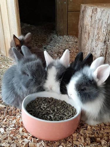 Keramik-Futternapf Ø 11 cm x H 4.5 cm, grün, 200 ml