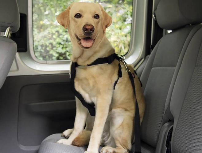 Auto-Sicherheitsgeschirr mit Verbindungsgurt, A 74 cm B 90 cm, schwarz