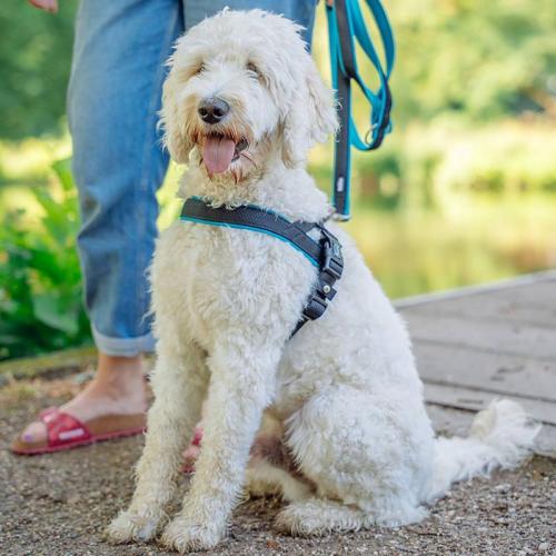 Norvegergeschirr Mesh Preno M-L, 25/35 mm, 42 cm, 50 - 64 cm, türkis