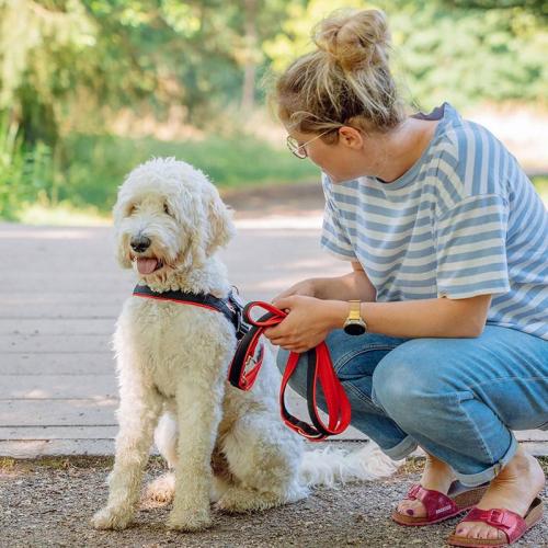 Norvegergeschirr Mesh Preno L, 25/35 mm, 46 cm, 60 - 76 cm, gelb