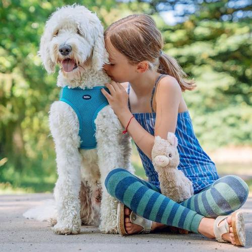 Harnais MESH REFLECT, B: 10mm; L:  28-33cm + 32 cm, türkis