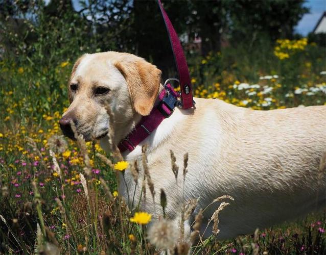 Halsband Classic Preno Royal M-L, 25 - 35 mm/ 45 - 55 cm, grau