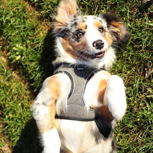 Geschirr Cayo S-M, 38-44, 40-45 cm, rosa