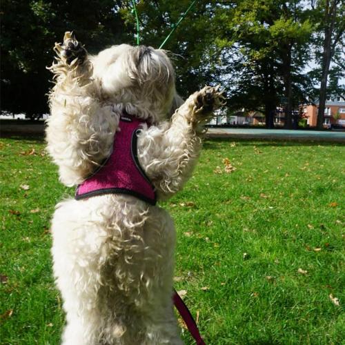 Geschirr Cayo M, 45-50, 47-50 cm, rosa