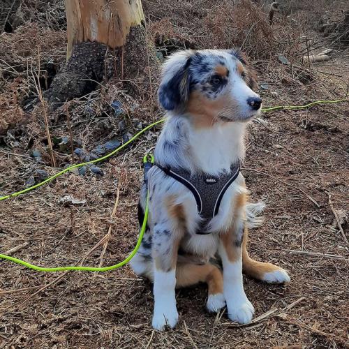 Geschirr Cayo M-L, 50-55, 52-56 cm, navy