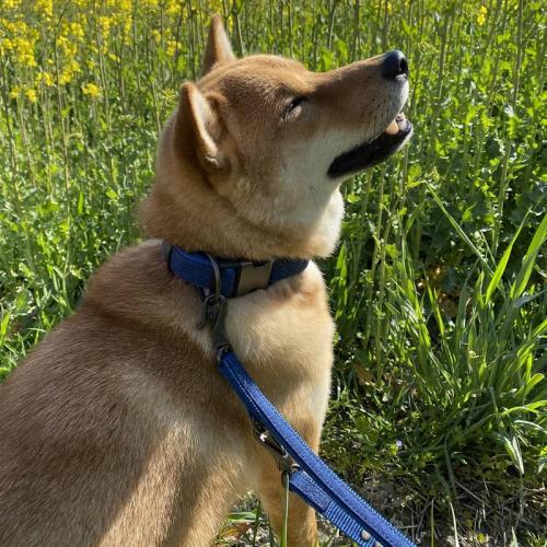 Halsband Linen Deluxe S-M, 28 - 40 cm,braun